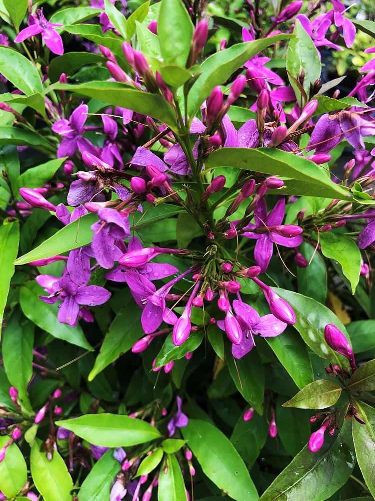 pseuderanthemum-laxiflorum-shooting-star
