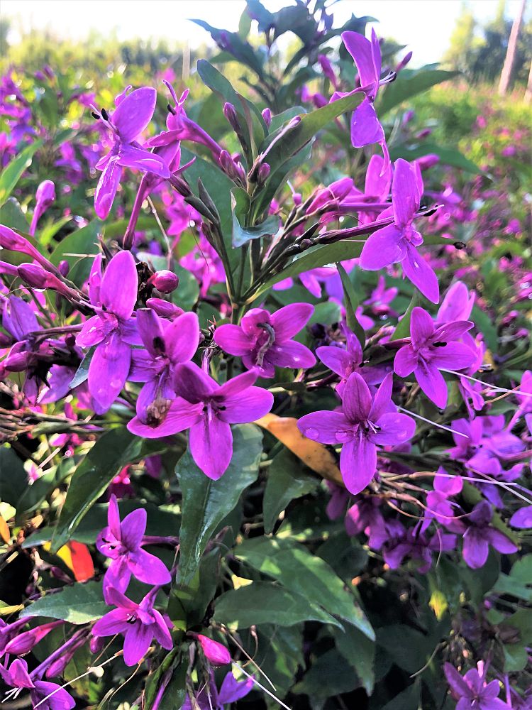 pseuderanthemum-laxiflorum-shooting-star