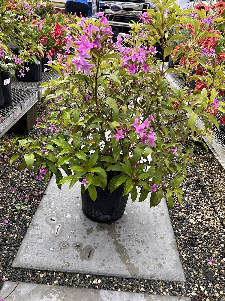 pseuderanthemum-laxiflorum-shooting-star