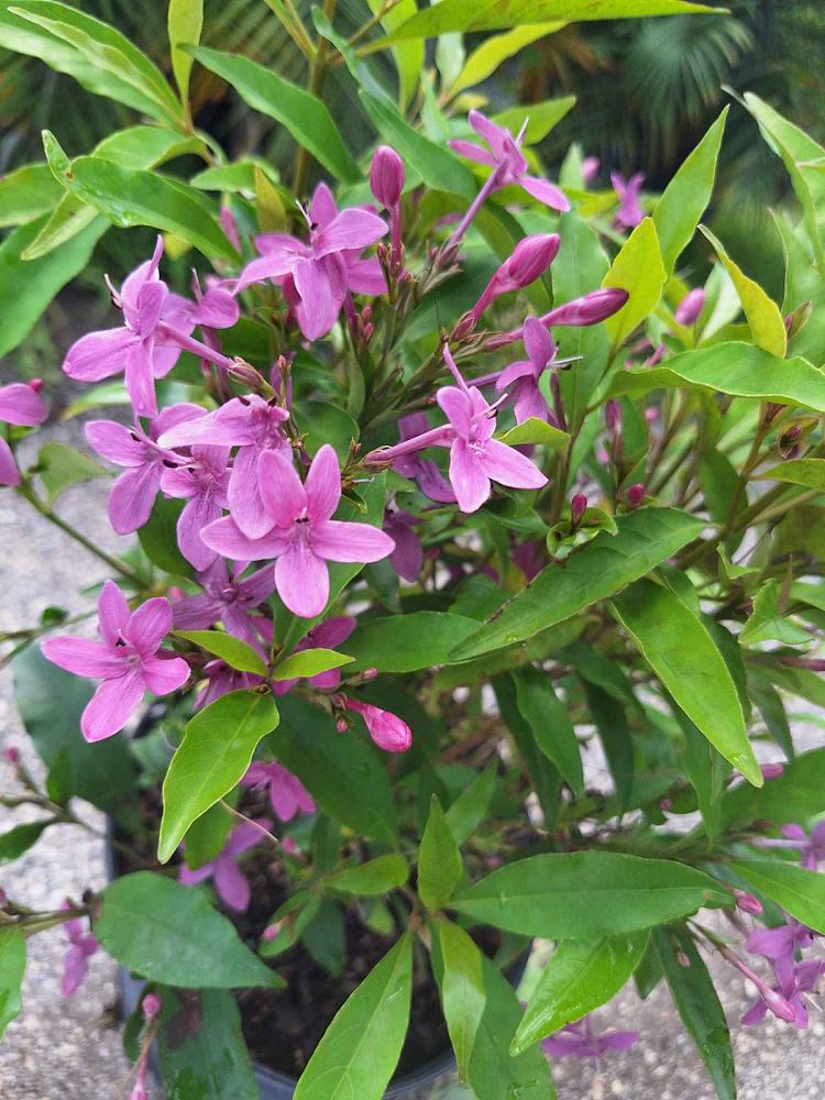 pseuderanthemum-laxiflorum-shooting-star