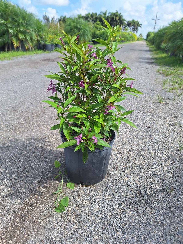 pseuderanthemum-laxiflorum-shooting-star