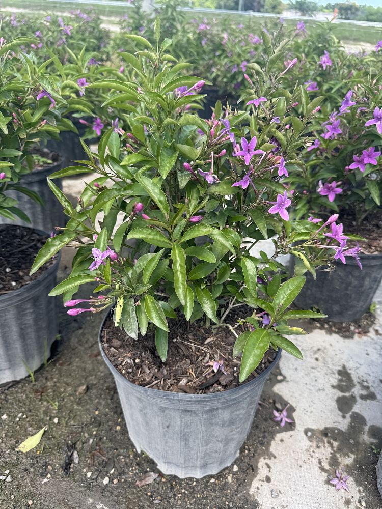 pseuderanthemum-laxiflorum-shooting-star