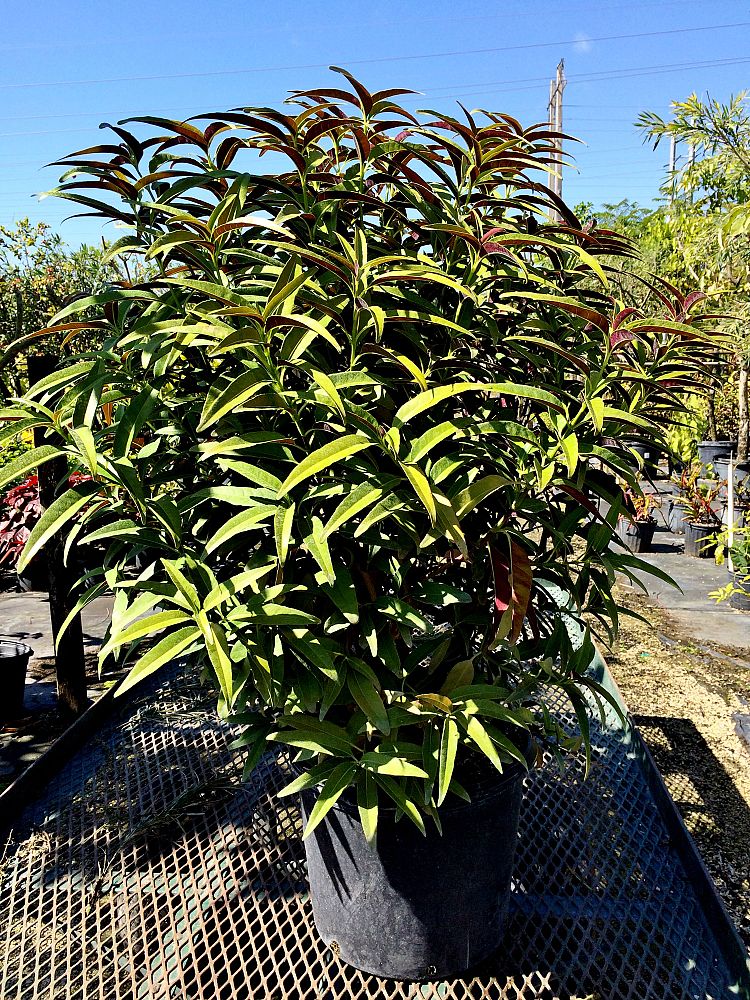 pseuderanthemum-seticalyx-australian-nerve-flower