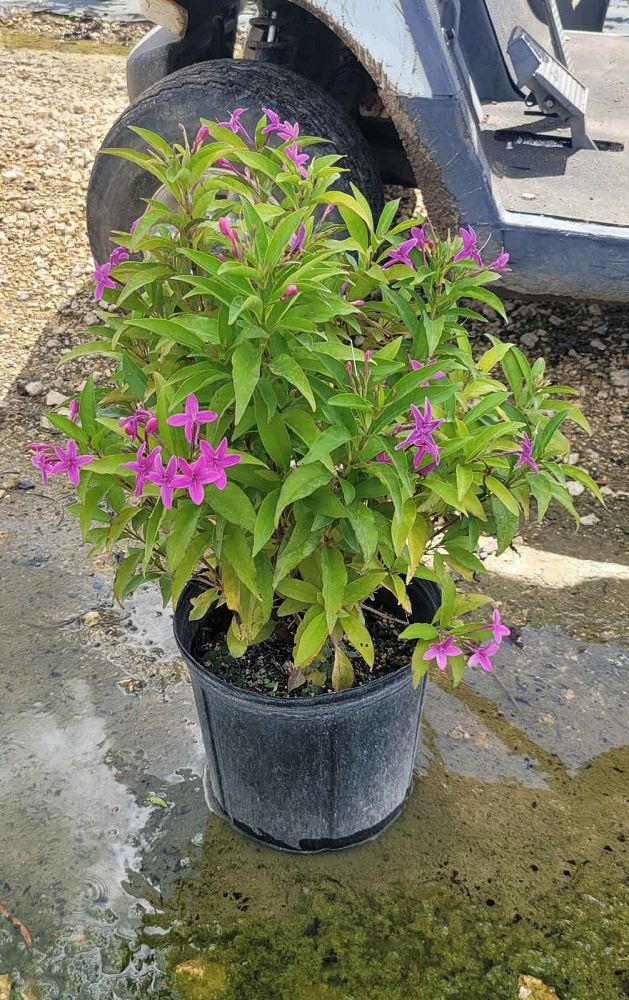 pseuderanthemum-shooting-star