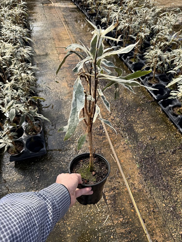 pseuderanthemum-stainless-steel-false-eranthemum