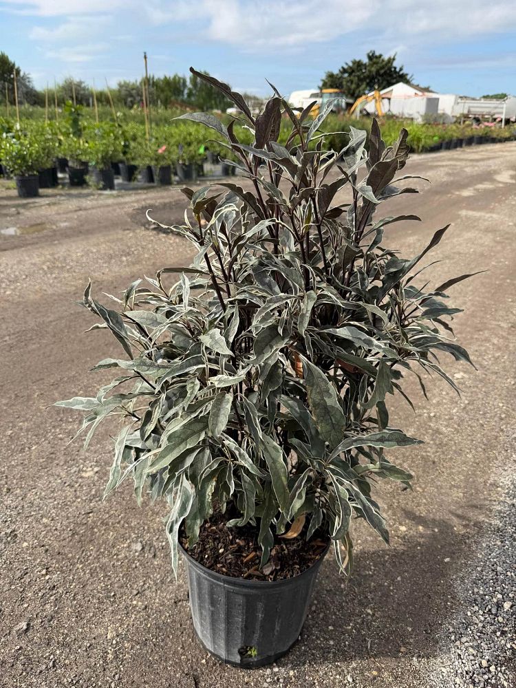 pseuderanthemum-stainless-steel-false-eranthemum