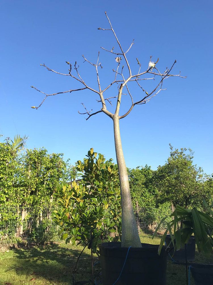 pseudobombax-ellipticum-alba
