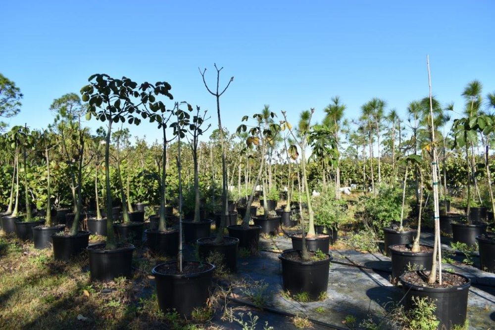 pseudobombax-ellipticum-album-white-shaving-brush-tree-pink-pseudobombax-grandiflorum