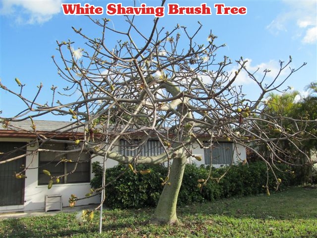 pseudobombax-ellipticum-shaving-brush-tree-pink-pseudobombax-grandiflorum