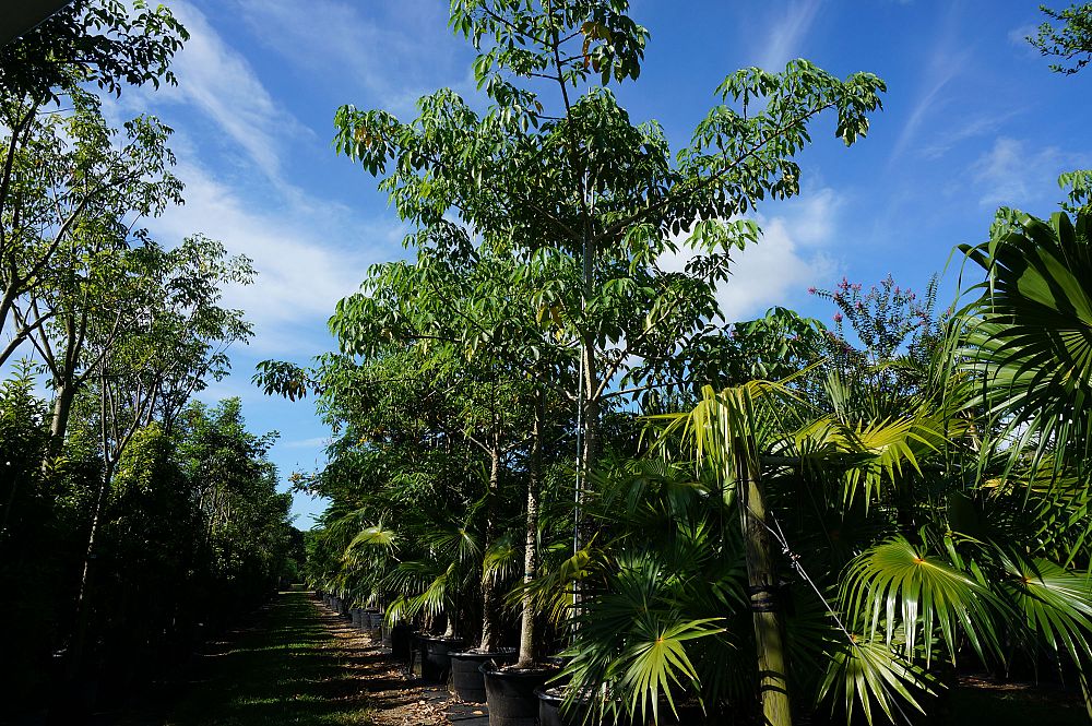 pseudobombax-ellipticum-shaving-brush-tree-pink-pseudobombax-grandiflorum