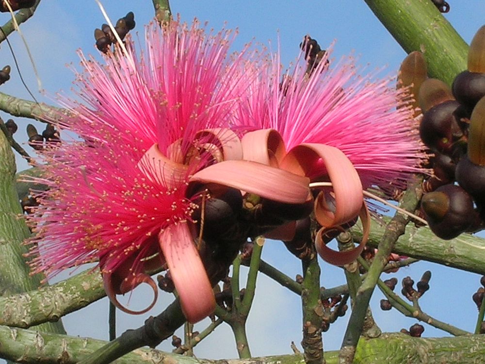 pseudobombax-ellipticum-shaving-brush-tree-pink-pseudobombax-grandiflorum