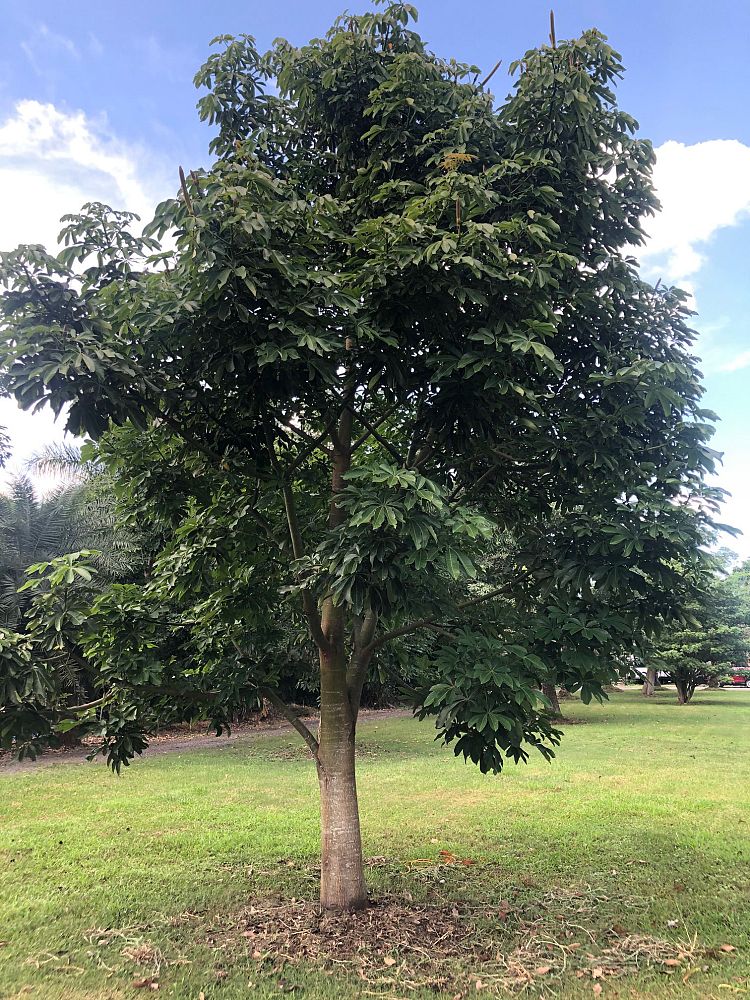 pseudobombax-ellipticum-shaving-brush-tree-pink-pseudobombax-grandiflorum