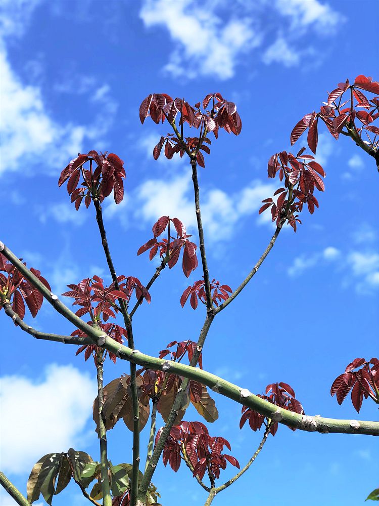 pseudobombax-ellipticum-shaving-brush-tree-pink-pseudobombax-grandiflorum