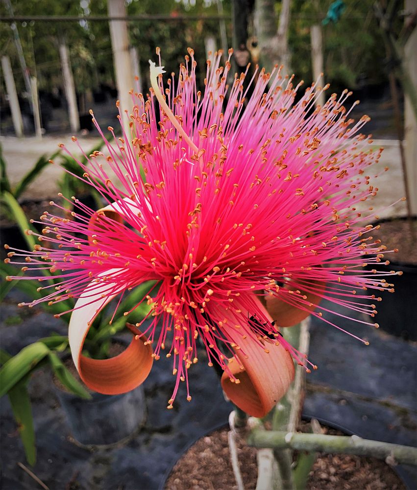 pseudobombax-ellipticum-shaving-brush-tree-pink-pseudobombax-grandiflorum