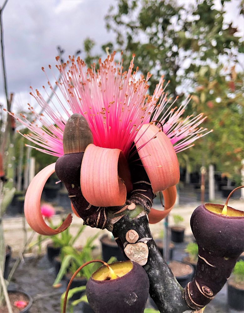 pseudobombax-ellipticum-shaving-brush-tree-pink-pseudobombax-grandiflorum