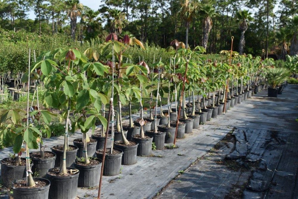 pseudobombax-ellipticum-shaving-brush-tree-pink-pseudobombax-grandiflorum