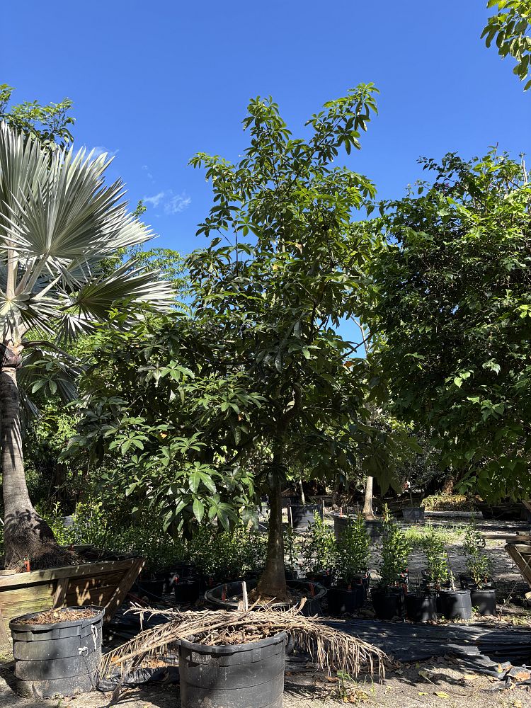 pseudobombax-ellipticum-shaving-brush-tree-pink-pseudobombax-grandiflorum