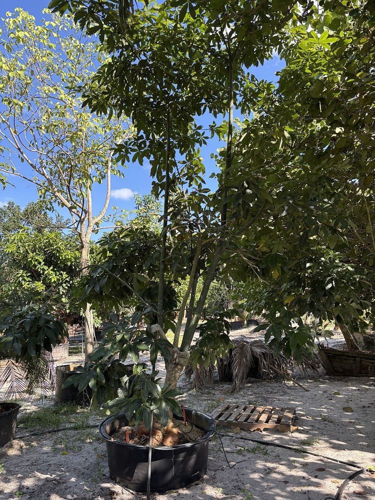 pseudobombax-ellipticum-shaving-brush-tree-pink-pseudobombax-grandiflorum