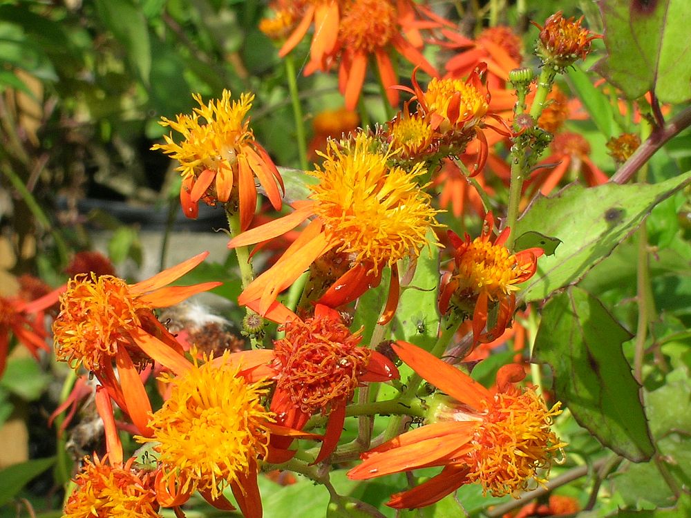 pseudogynoxys-chenopodioides-mexican-flame-vine-senecio-confusus