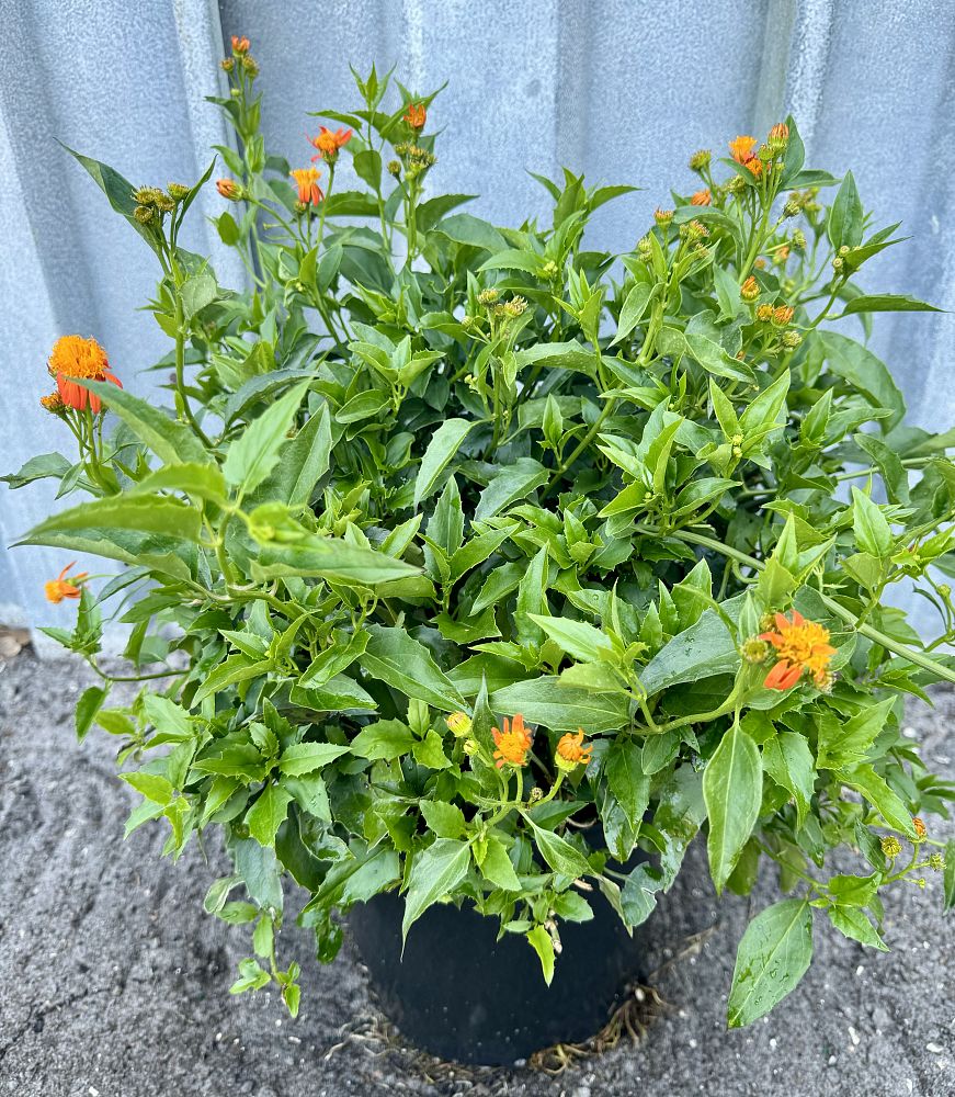 pseudogynoxys-chenopodioides-mexican-flame-vine-senecio-confusus