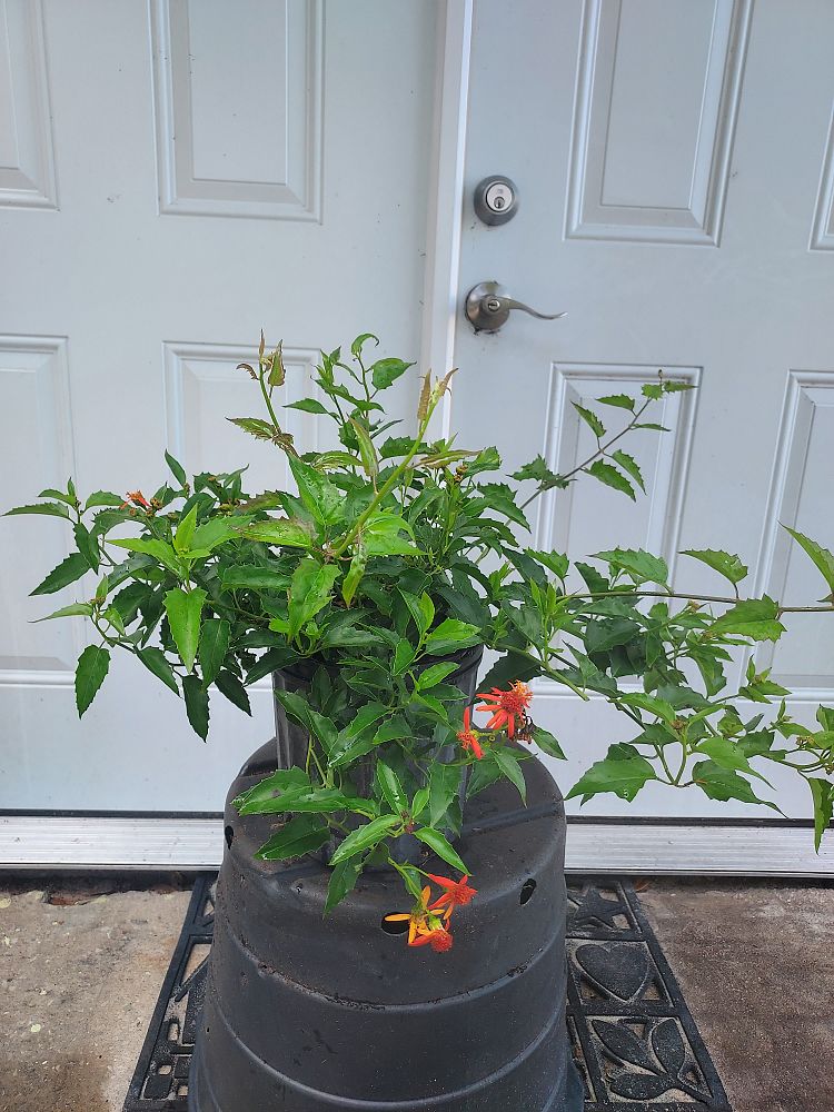 pseudogynoxys-chenopodioides-mexican-flame-vine-senecio-confusus