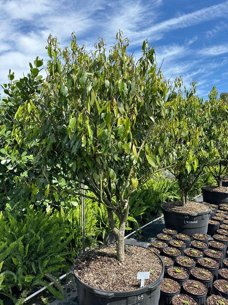 pseudopanax-crassifolius