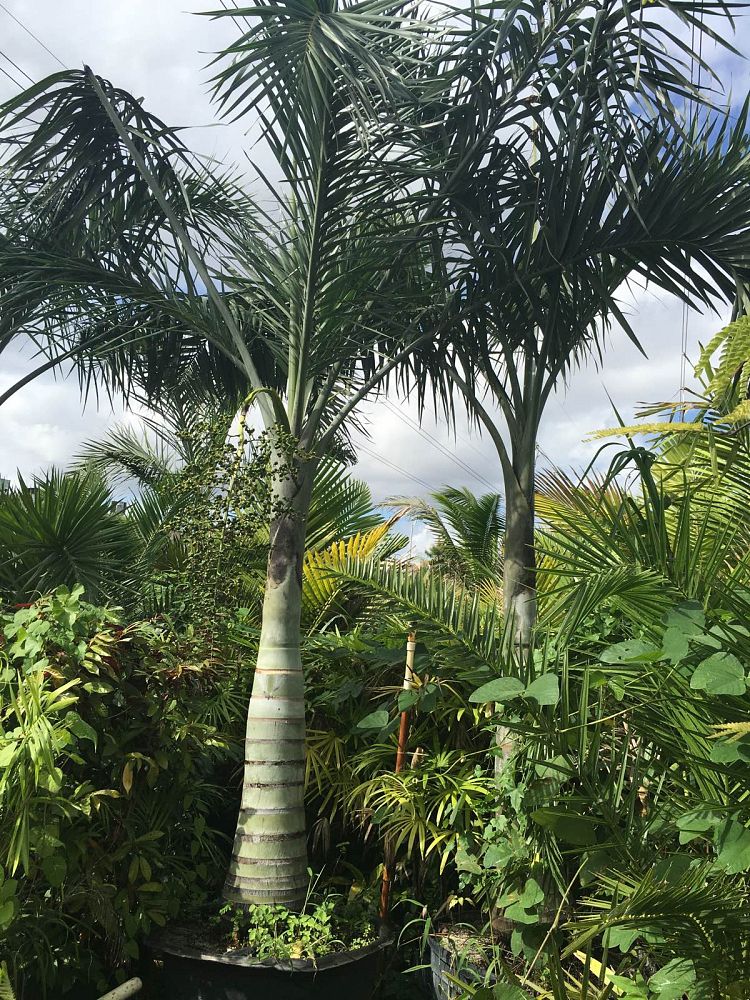 Sherwood Forest Nursery