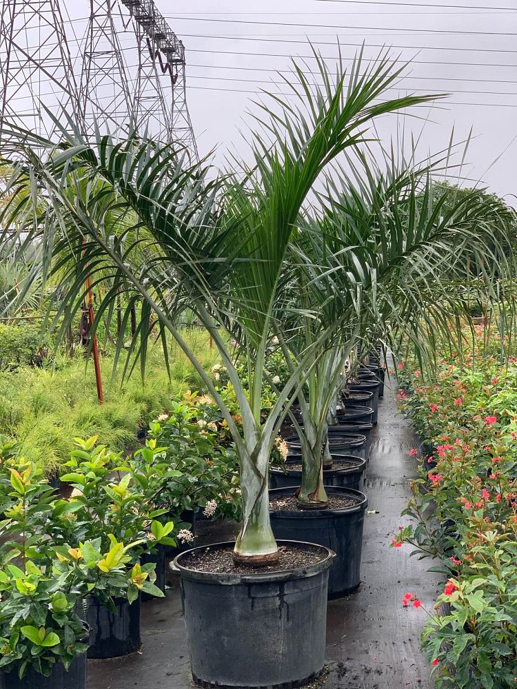 pseudophoenix-sargentii-buccaneer-palm