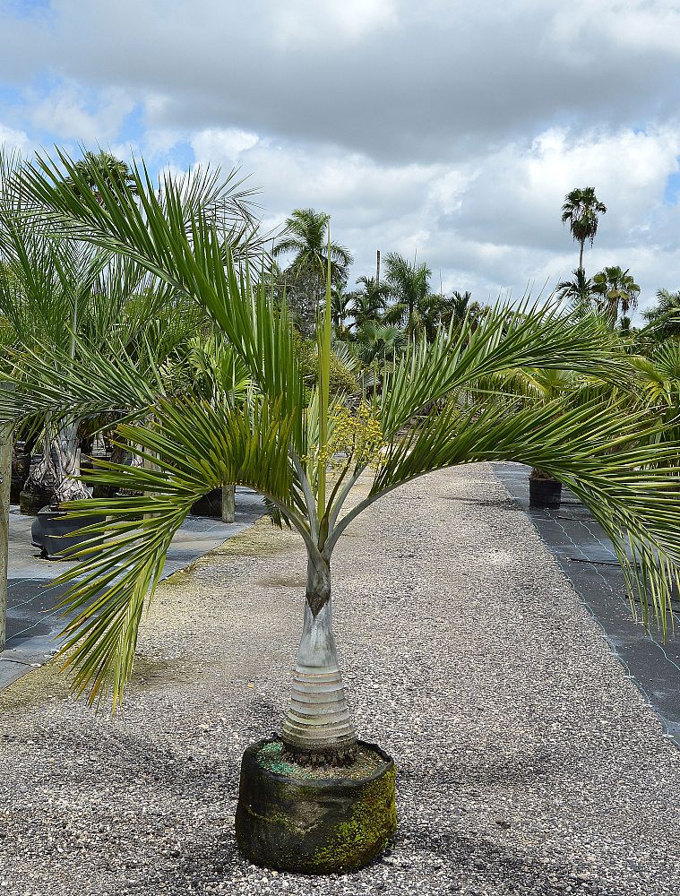 pseudophoenix-sargentii-buccaneer-palm