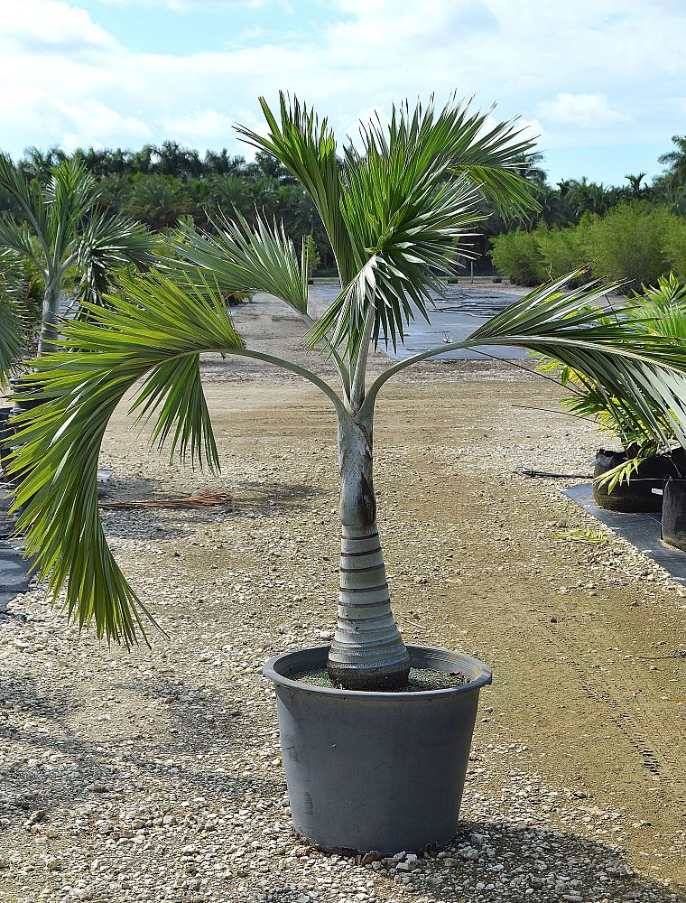 pseudophoenix-sargentii-buccaneer-palm