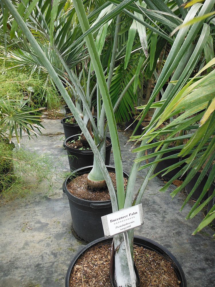 pseudophoenix-sargentii-buccaneer-palm