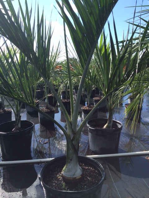pseudophoenix-sargentii-buccaneer-palm