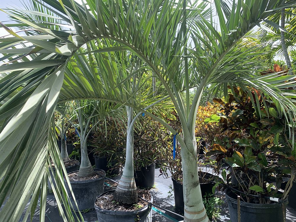 pseudophoenix-sargentii-buccaneer-palm