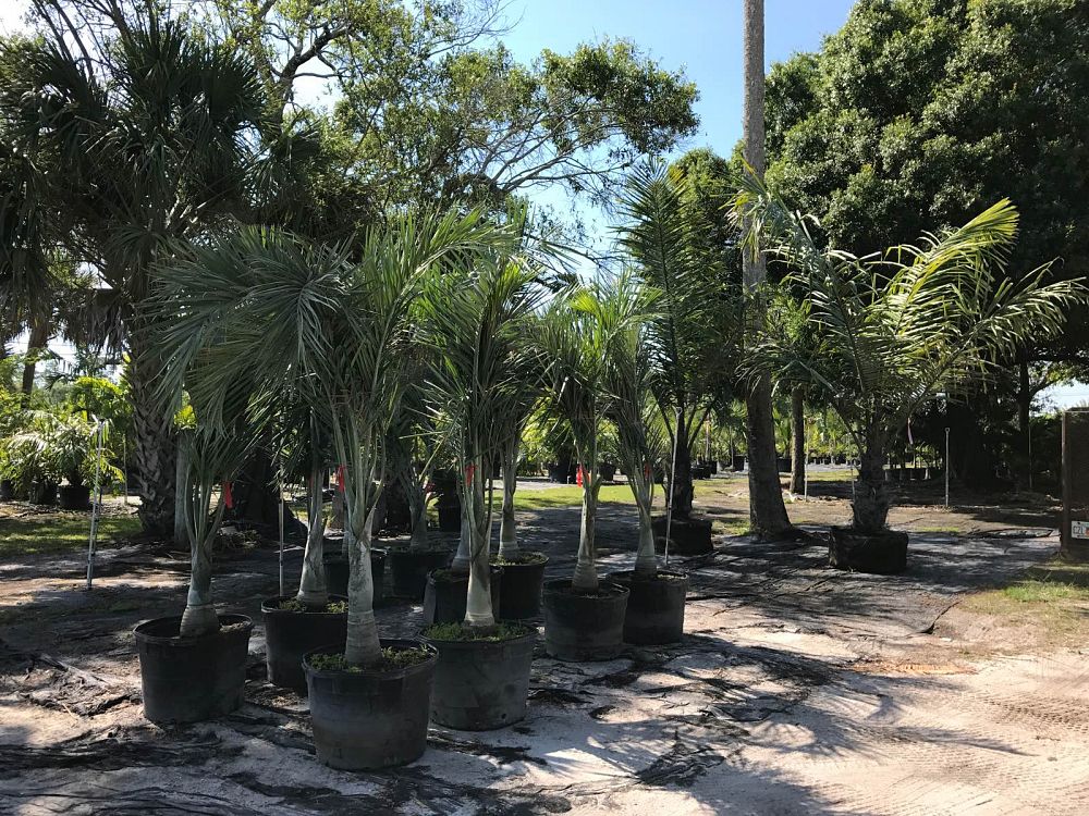pseudophoenix-sargentii-buccaneer-palm
