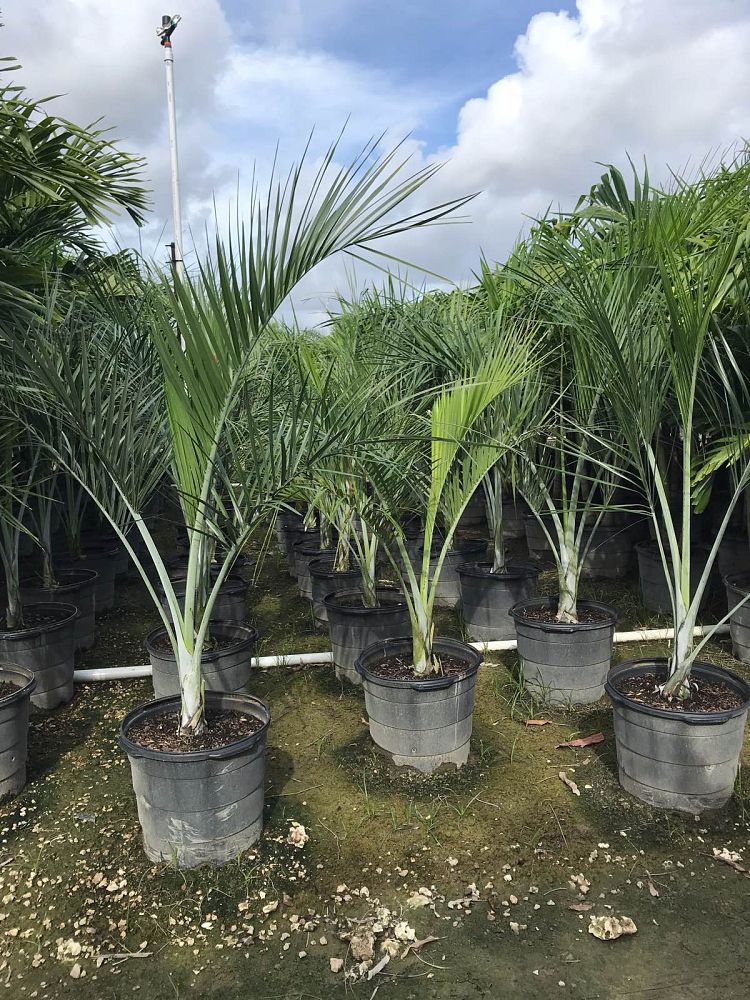 pseudophoenix-sargentii-buccaneer-palm