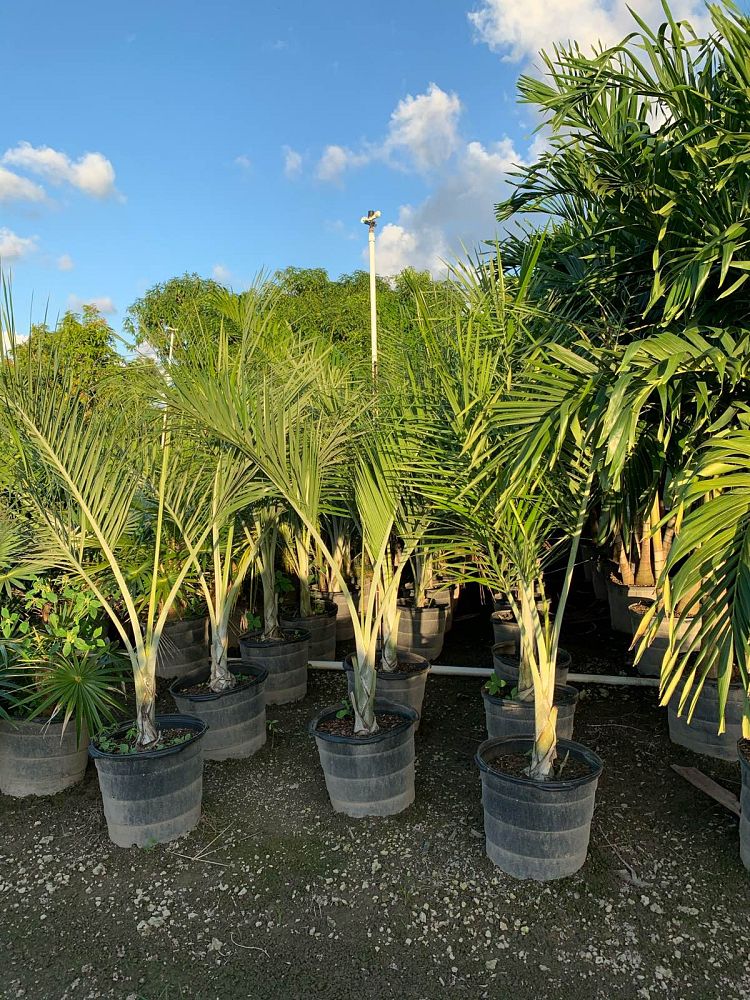 pseudophoenix-sargentii-buccaneer-palm