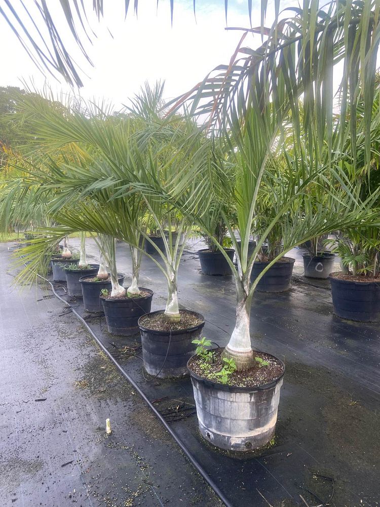 pseudophoenix-sargentii-buccaneer-palm
