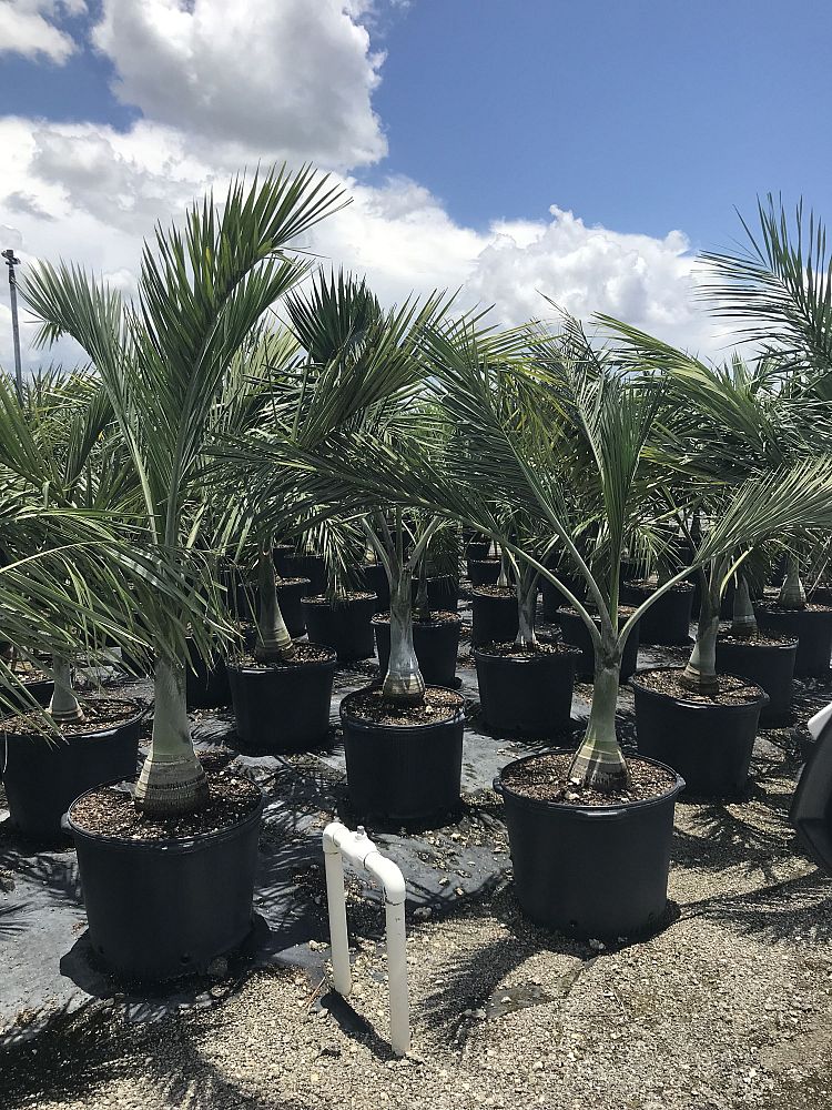 pseudophoenix-sargentii-buccaneer-palm