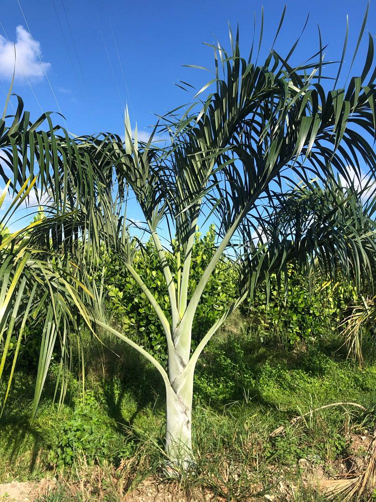pseudophoenix-sargentii-buccaneer-palm