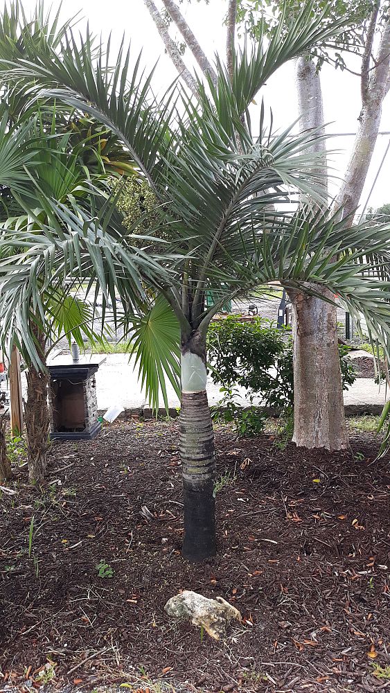 pseudophoenix-sargentii-buccaneer-palm