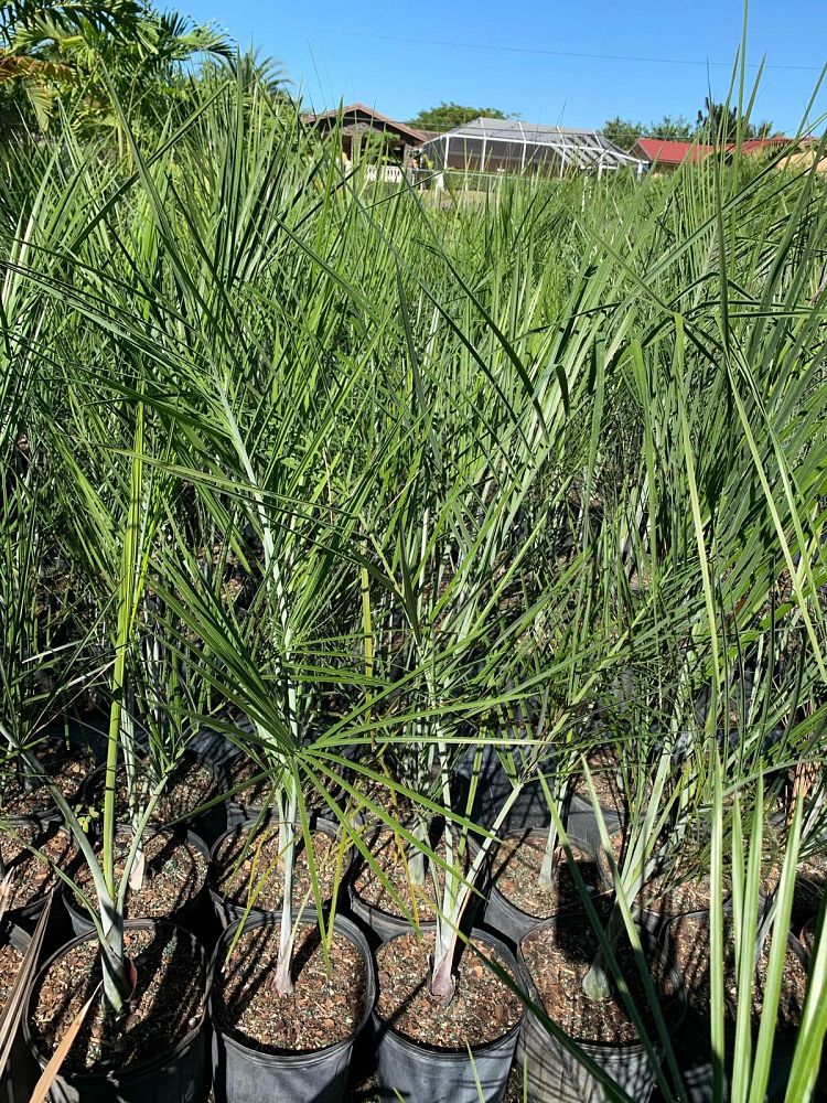 pseudophoenix-sargentii-buccaneer-palm