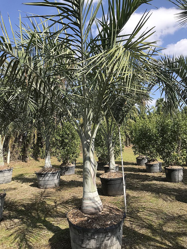 pseudophoenix-sargentii-buccaneer-palm