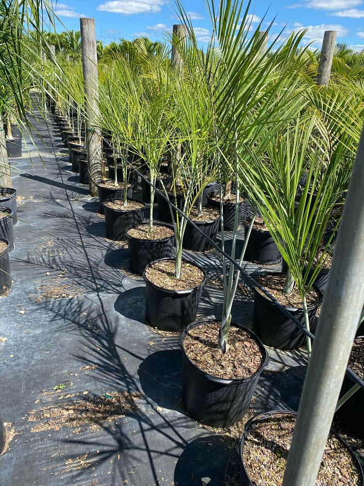pseudophoenix-sargentii-buccaneer-palm