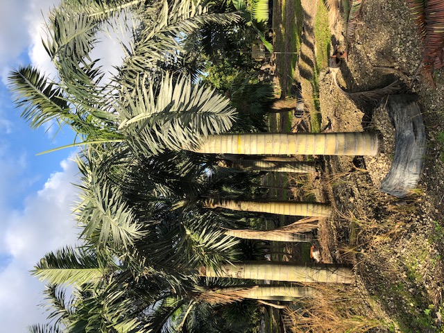 pseudophoenix-sargentii-buccaneer-palm