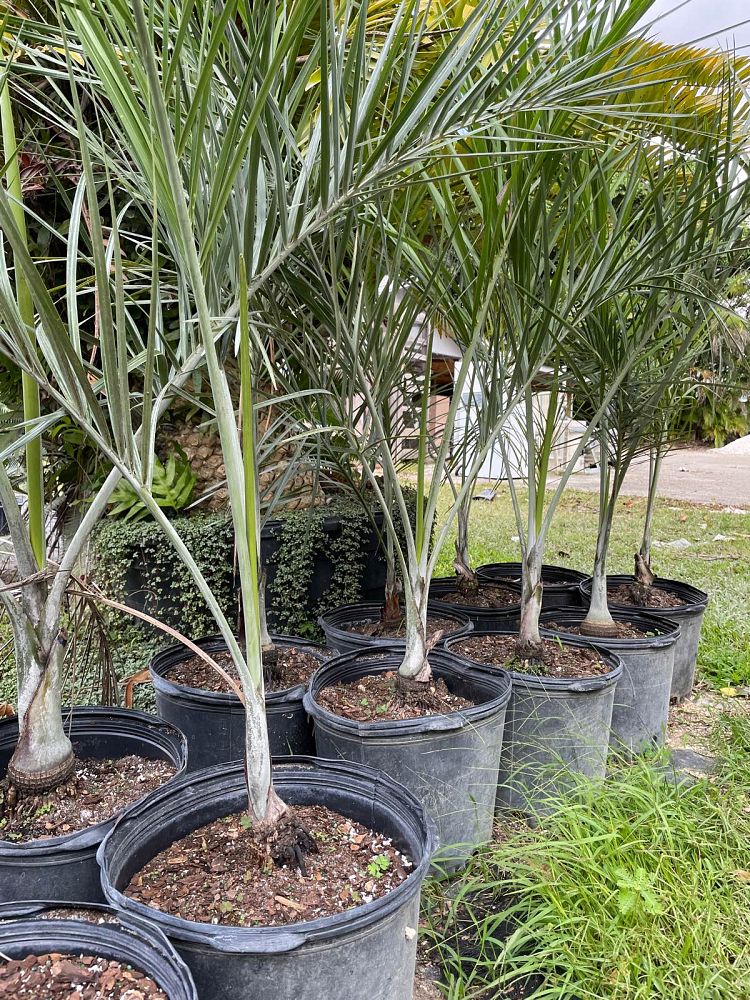 pseudophoenix-sargentii-buccaneer-palm