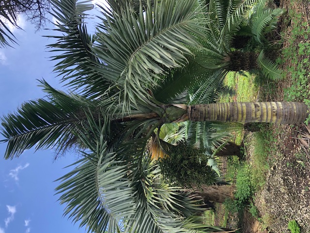 pseudophoenix-sargentii-buccaneer-palm