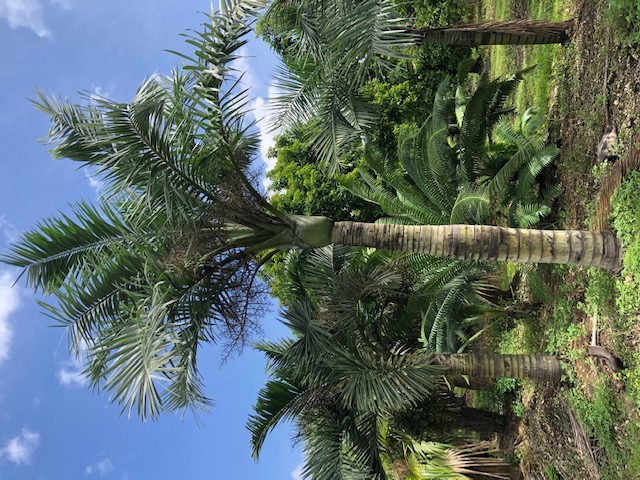 pseudophoenix-sargentii-buccaneer-palm