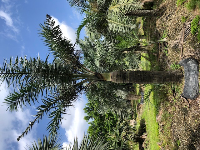 pseudophoenix-sargentii-buccaneer-palm