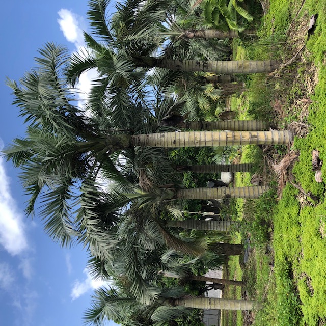 pseudophoenix-sargentii-buccaneer-palm