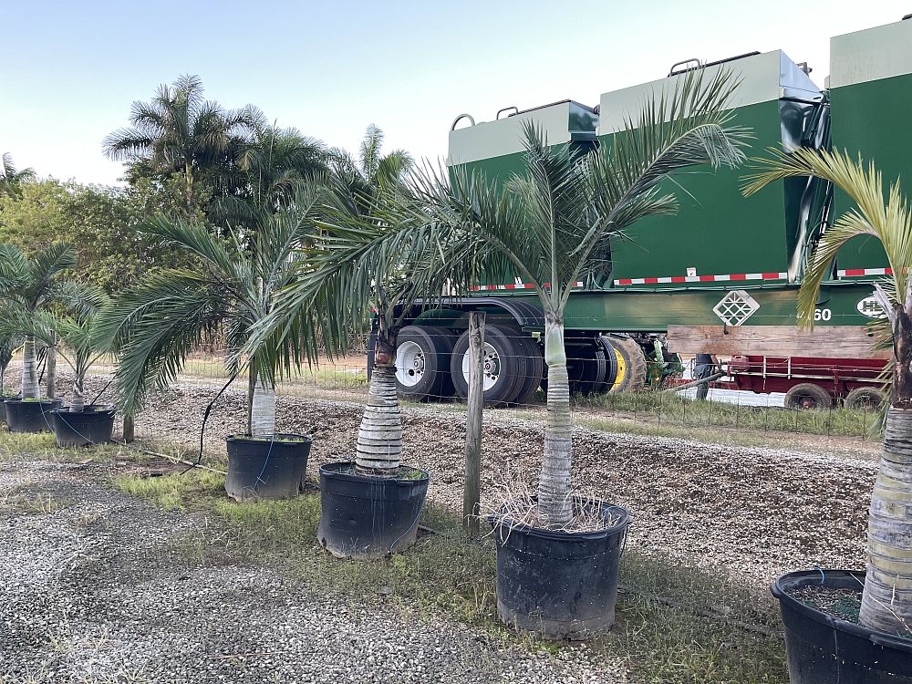 pseudophoenix-sargentii-buccaneer-palm